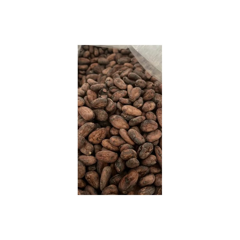Semilla Grano De Cacao Criollo Premium Crudo 1kg Chiapas