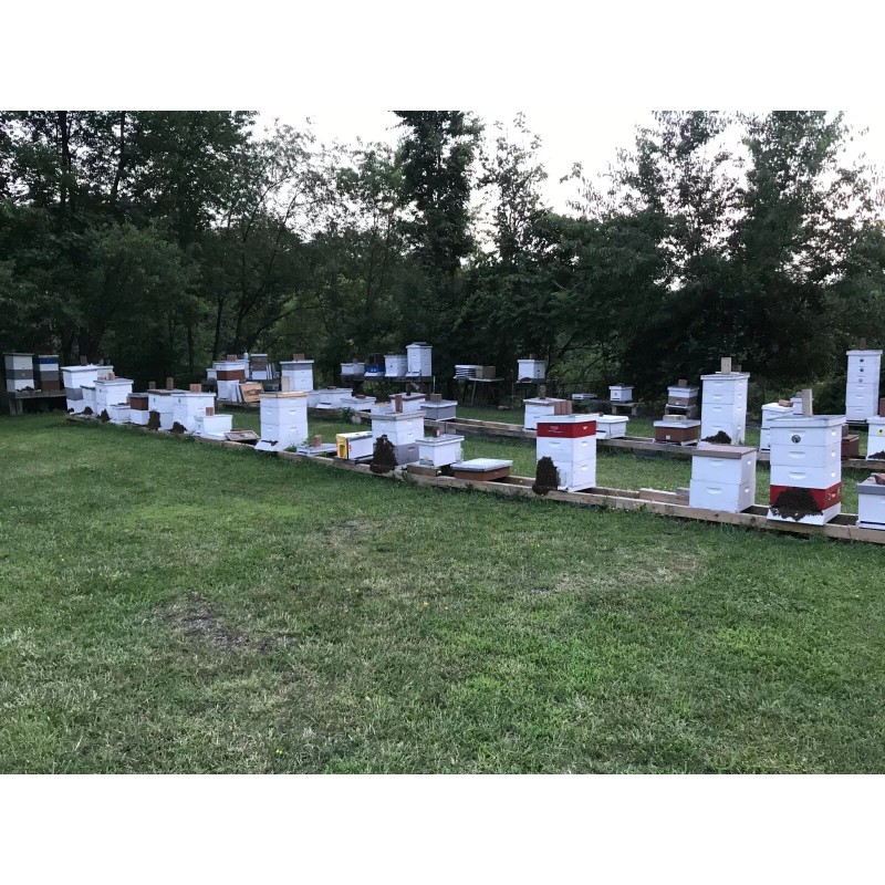 Rent A Hive Bee Rescue HONEYBEE SWARM TRAP LURE SWARM