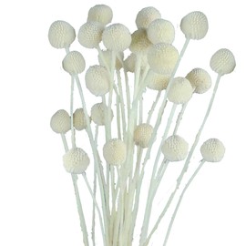 30pcs Dried Flowers Craspedia Billy Balls Flowers White Dried Craspedia Flowers Billy Buttons Floral Bouquet for Decor Wedding Flower Arrangements Home Party DIY