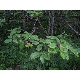 Pure Herbs: Cascara Sagrada - 150 Capsules, 480mg.