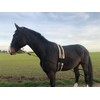 Double Lunge Horse Double Lunge Ideal for Floor Work, Horses