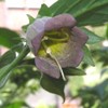 Palm Beach Medicinal Herbs - Caucasus Belladonna (Atropa caucasica) -