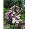 Tezula Plants Florikan 16-5-11 NPK MAX 180 Day Timed Release