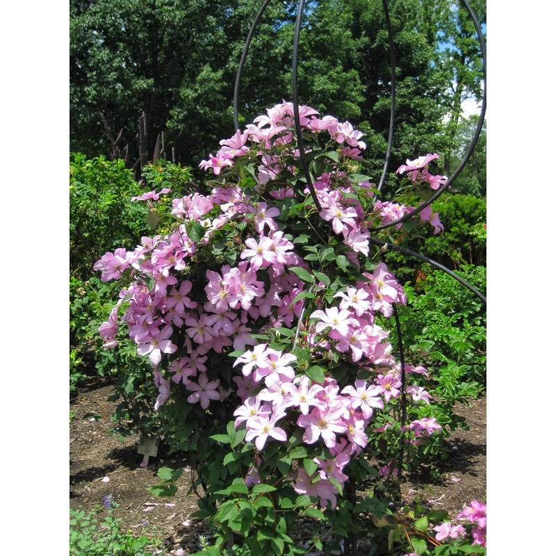 Tezula Plants Florikan 16-5-11 NPK MAX 180 Day Timed Release