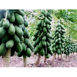 Maradol Papaya Tree Seeds! Grows fruit in only 9 MONTHS from seed! 10 Seeds