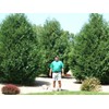 Thuja Arborvitae Blue Cone | 10 Live Trees | Evergreen
