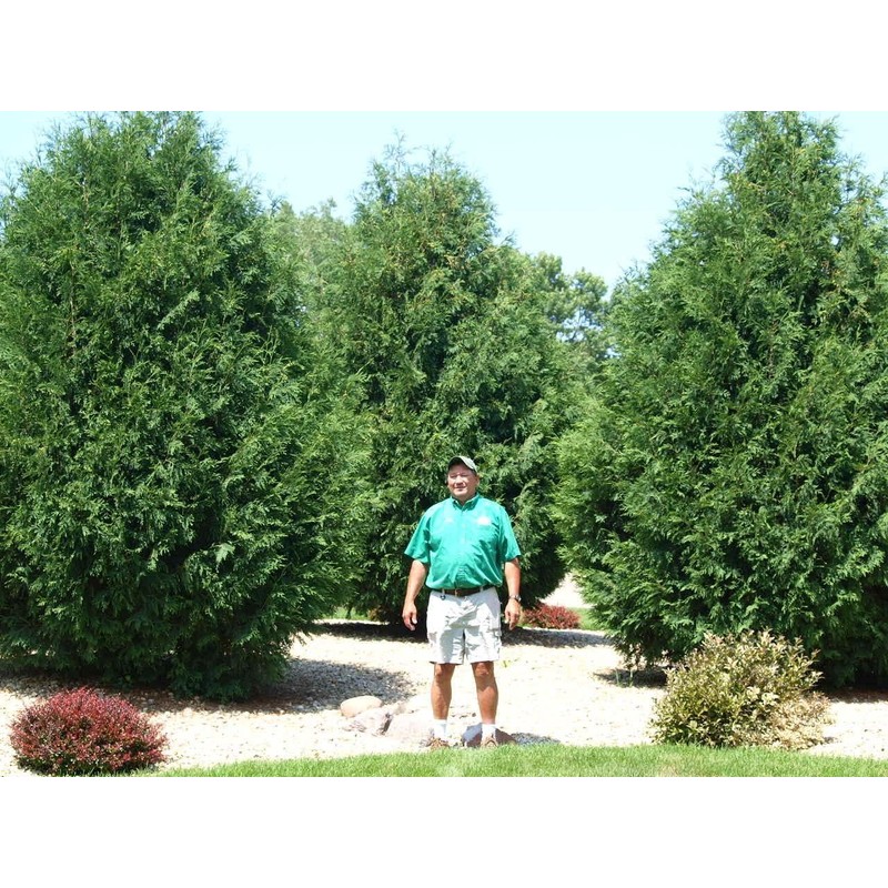Thuja Arborvitae Blue Cone | 10 Live Trees | Evergreen