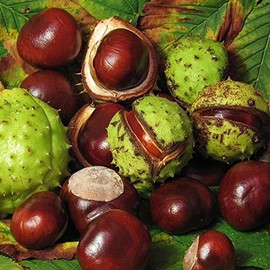 Horse-Chestnut Tree Seeds (Aesculus hippocastanum) Packet of 3 Seeds