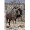 Solitary wildebeest, Etosha NP, Namibia by Bill Young -