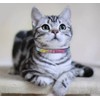 THAIN Bling cat kitten collar Rainbow Rhinestone breakaway diamond with