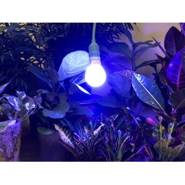 Miracle LED Powervine Seed to Flower Indoor Grow Light Kit - Includes 1 Blue, 2 Full, 1 Red Spectrum 100W Replacement Grow Light Bulbs & 1 2-Socket Corded Fixture (6-Pack)