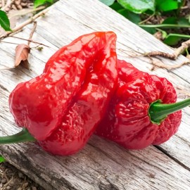 NYGardenia 50pcs Ghost Pepper Seeds – Over 1,000,000 SHU – Non-GMO Heirloom Chili