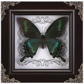 Real Butterfly Framed Handmade, Taxidermy Butterfly Shadow Box Collection, Framed Butterfly Taxidermy for Gothic Home Decor (A_Green-Banded Queen Butterfly)