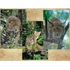Edition Colibri 3D Postcard Set with Wild Cats as Party