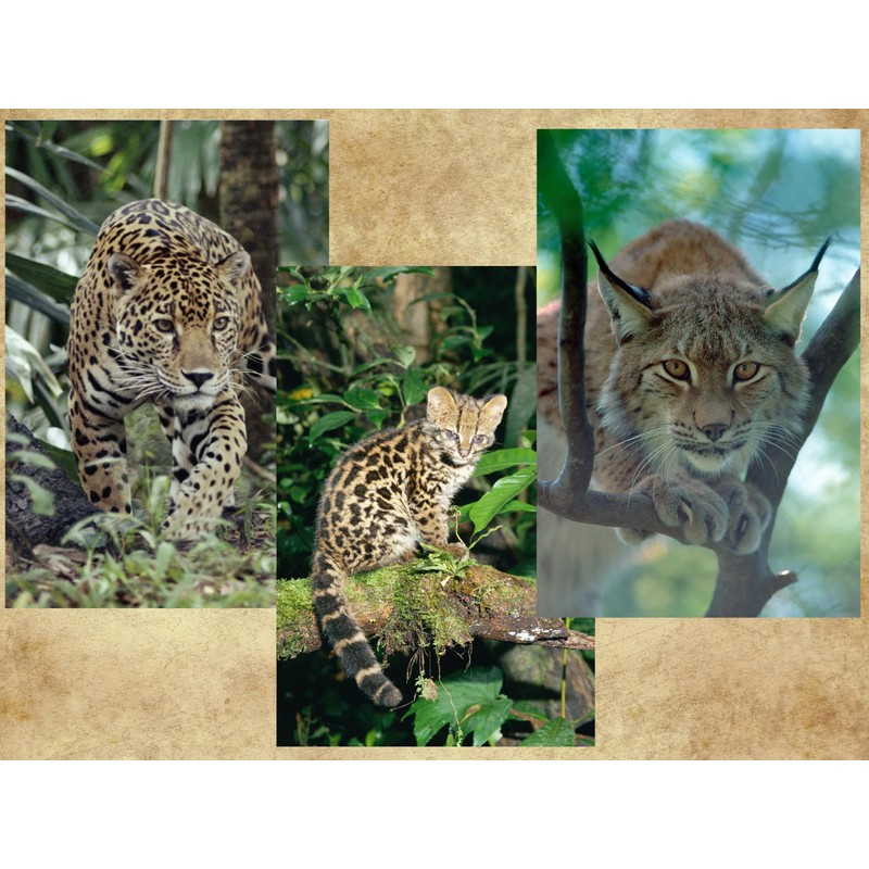 Edition Colibri 3D Postcard Set with Wild Cats as Party