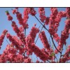 live plant Red Baron Peach Tree 6-12” tall, Fruit Tree-