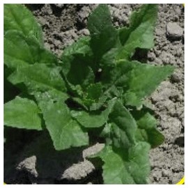 Everwilde Farms - 1/4 Lb Viroflay Spinach Seeds - Gold Vault