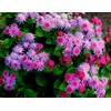 Ageratum Pink Floss Flower Seeds 400+ Seeds for Planting Non-GMO