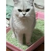 FOURPAW Tofu Cat Litter Green Tea 5.5 Lbs, Flushable Clumping