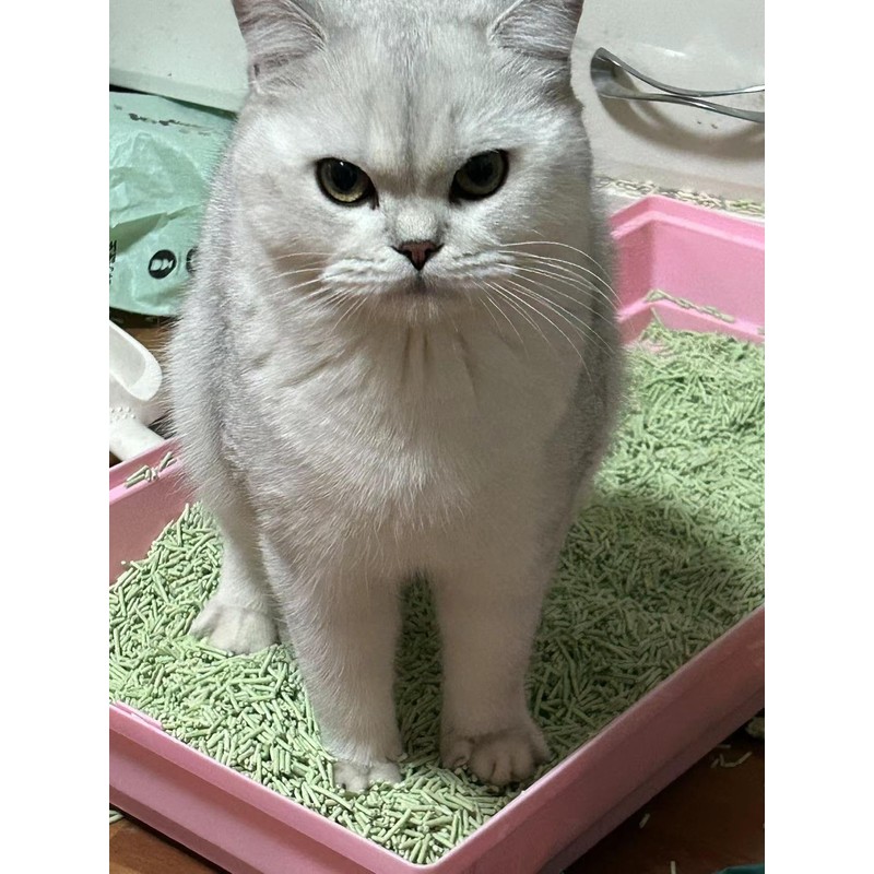 FOURPAW Tofu Cat Litter Green Tea 5.5 Lbs, Flushable Clumping