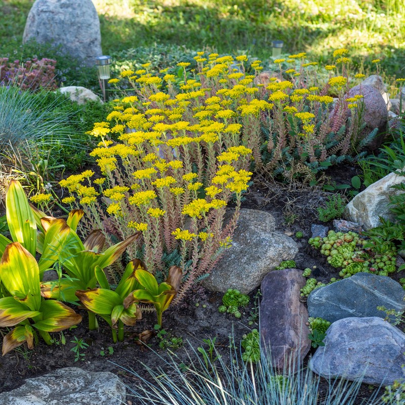 Outsidepride Sedum Ellacombianum - 1000 Seeds