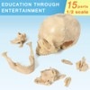 EVOTECH SCIENTIFIC Mini Skull Model, Didactic 15-Piece Palm-sized Anatomy Skull