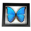 REAL BUTTERFLY MORPHO DIDIUS INSECT TAXIDERMY FRAME WITH DOUBLE SIDE