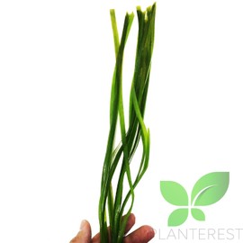 Planterest - Jungle Val Rooted Vallisneria Spiralis Bunch Live Aquarium Plant Low Light Background Stems Decorations BUY2GET1FREE