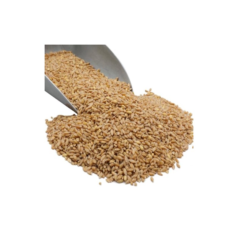Bronze Chief Wheat Berries, Non-GMO Hard Red Spring Wheat. High-Protein,