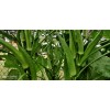 Vegetable-Herb Seeds 50 Okra Seeds / Đậu Bắp for 2025