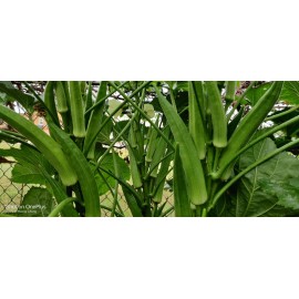 Vegetable-Herb Seeds 50 Okra Seeds / Đậu Bắp  for 2025 season