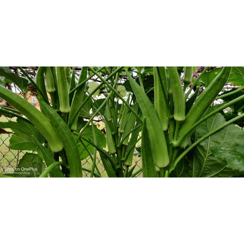 Vegetable-Herb Seeds 50 Okra Seeds / Đậu Bắp for 2025