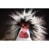 sigikid BEASTS Cuddly Toy Animals for Adults and Children