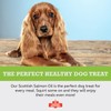 Canine Ketchup Pure Scottish Salmon Oil for Dogs UK -
