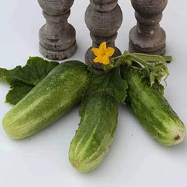 Double Yield Cucumber - 1 g ~30 Seeds - Heirloom, Open Pollinated, Non-GMO, Farm & Vegetable Gardening Seeds