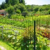 Jobes Jobe’s LG400171 Deer Barrier Fencing, 7 ft x 100