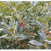 "Nellie R Stevens Holly - Healthy Plants – Potted Plant