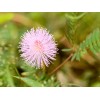 Fresh 500+ SENSITIVE PLANT Seeds BULK *Free US Shipping!* Mimosa