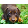 Dachshund Dog Birthday Card