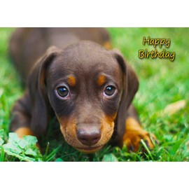 Dachshund Dog Birthday Card