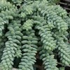 Burro's Tail Succulent, Beautiful Trailing Succulent, Live Plant in 3.5"