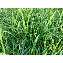 USA Organic 2000+ Garlic Chives Seeds for Planting, New Organic Non-GMO Heirloom, 韭菜籽, USA