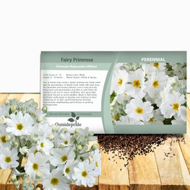 Outsidepride White Fairy Primrose Seeds - 1000 Pcs Perennial, Hardy, Easy to Grow & Low Maintenance Flower Seeds for Planting Vibrant Soft Blooms, for Containers, Borders & Erosion Control
