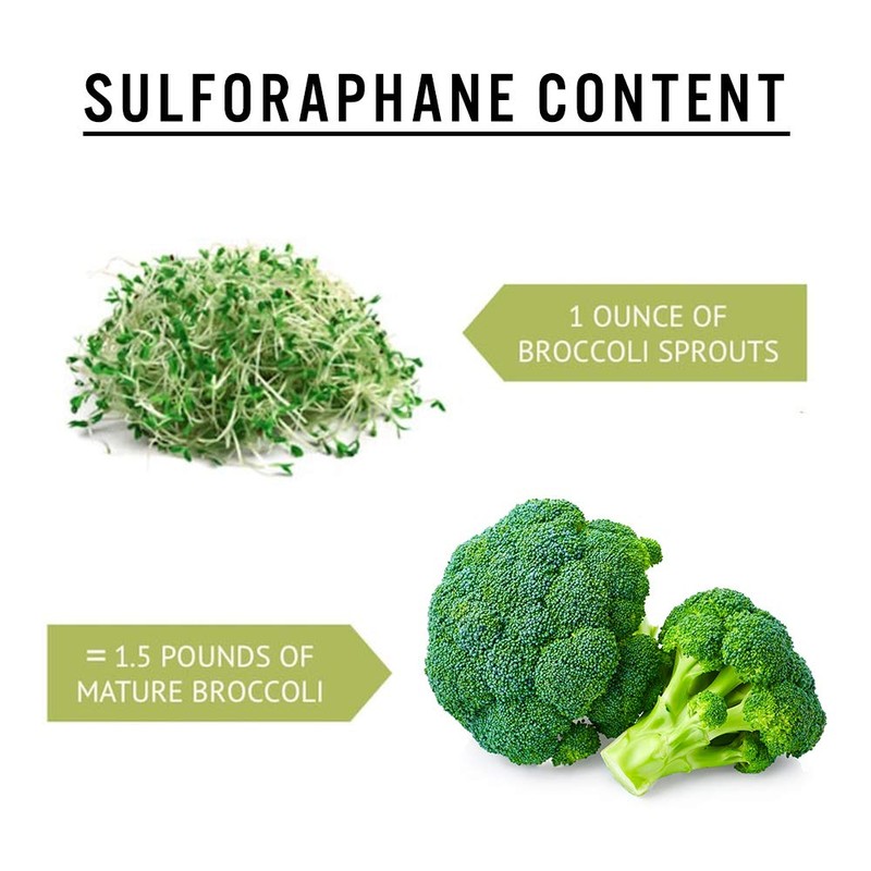 1 lb Broccoli Sprouting Seeds - Perfect for Sprouting &