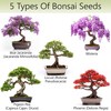 AVERGO Bonsai Tree Kit for Beginners – 5X Unique Japanese