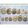 [N2 stone Natural] Natural fossil play-colored ammonite / specimen |