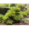 2X4in Portion Of Fissidens fontanus Live Aquarium Plants Phoenix Moss