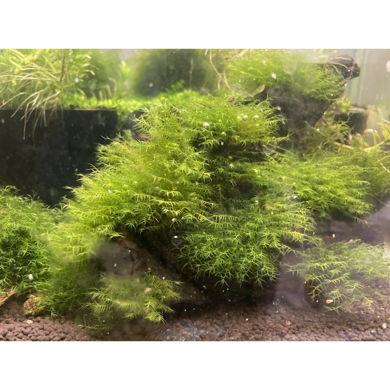 2X4in Portion Of Fissidens fontanus Live Aquarium Plants Phoenix Moss