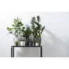 elho Brussels Orchid 12.5 - Flower Pot for Indoor -