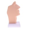 Perfeclan Model Larynx 1:1 Life Size Human, Oral Cavity and